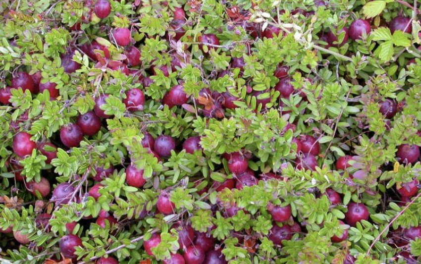 Кущ журавлини Пілігрим