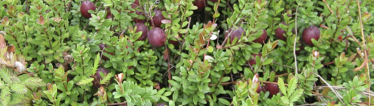 Журавлина Пілігрим: характеристика, агротехніка вирощування