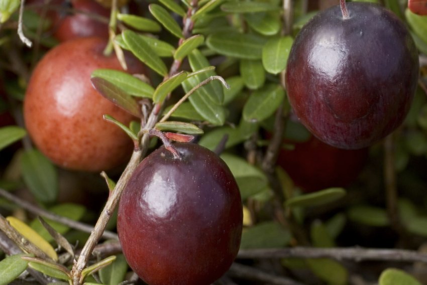 Журавлина Пілігрим