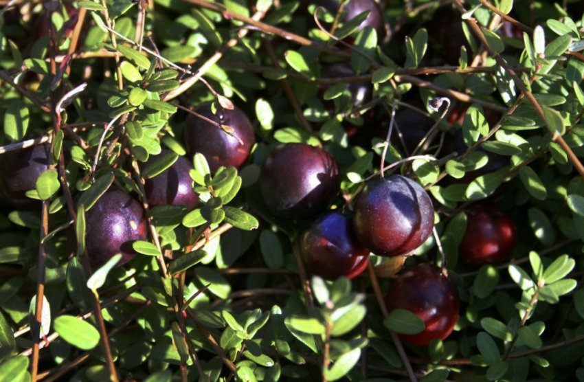 Журавлина Пілігрим