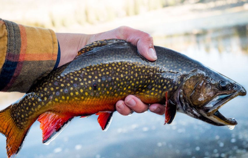 Російські рибалки будуть отримувати пільги по трьом категоріям