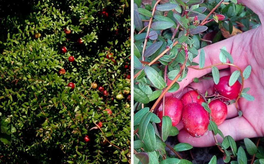 Журавлина Пілігрим