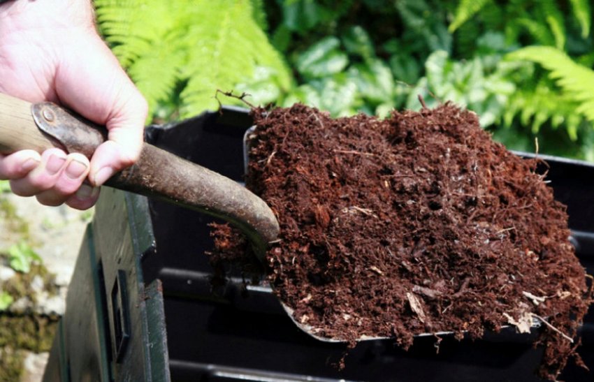 Прикривання ожини торфом Прикривання ожини торфом