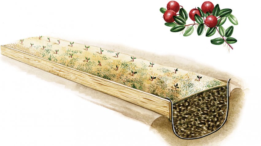 Посадка журавлини в траншею