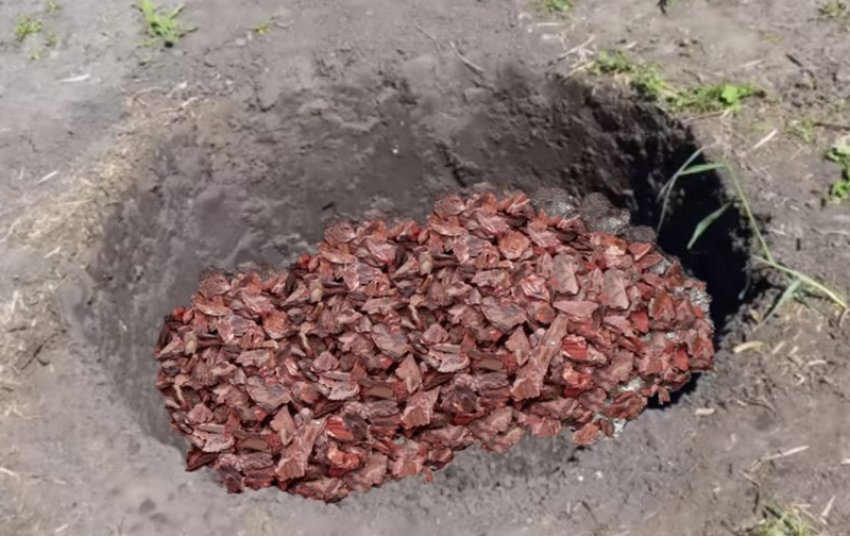 Посадкова яма Посадкова яма