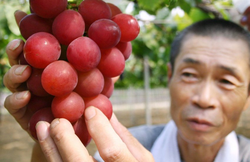 Японський гурман витратив на покупку виноградної грона більше одинадцяти тисяч доларів