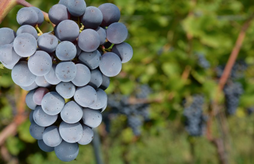 Японський гурман витратив на покупку виноградної грона більше одинадцяти тисяч доларів