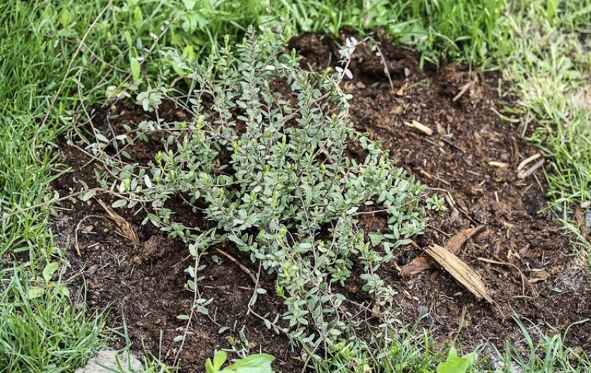 Мульча під кущем журавлини