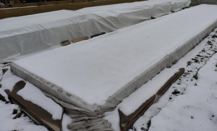 Укрита грядка журавлини на зиму