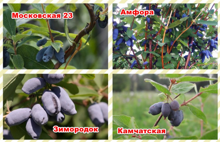 Сорти жимолості Сорти жимолості