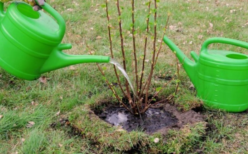 Полив жимолості Полив жимолості