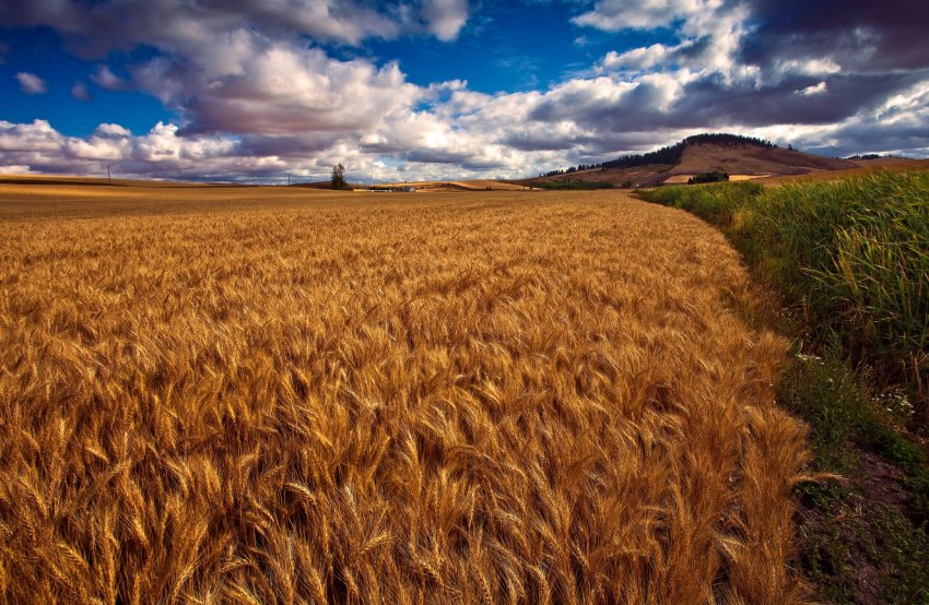 Посуха буде атакувати австралійські поля до листопада