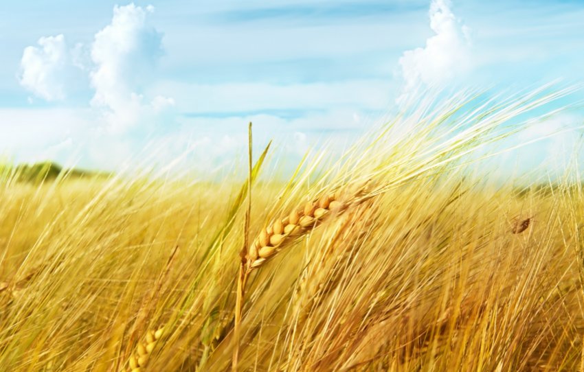 Посуха буде атакувати австралійські поля до листопада