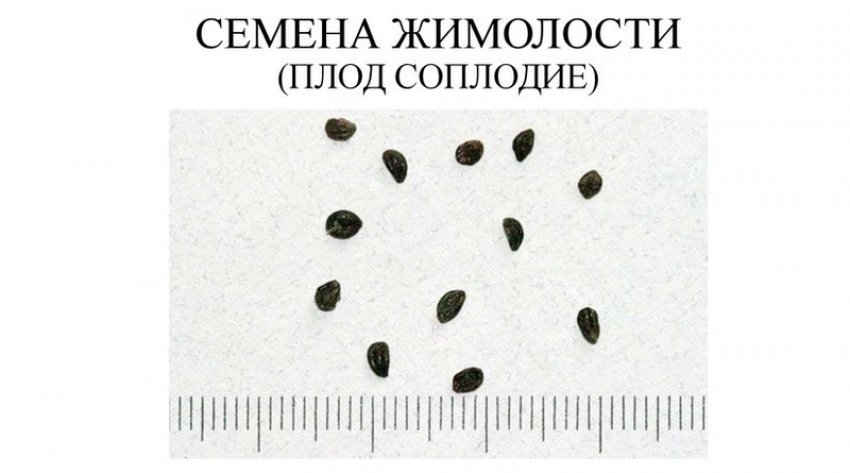 Насіння Насіння