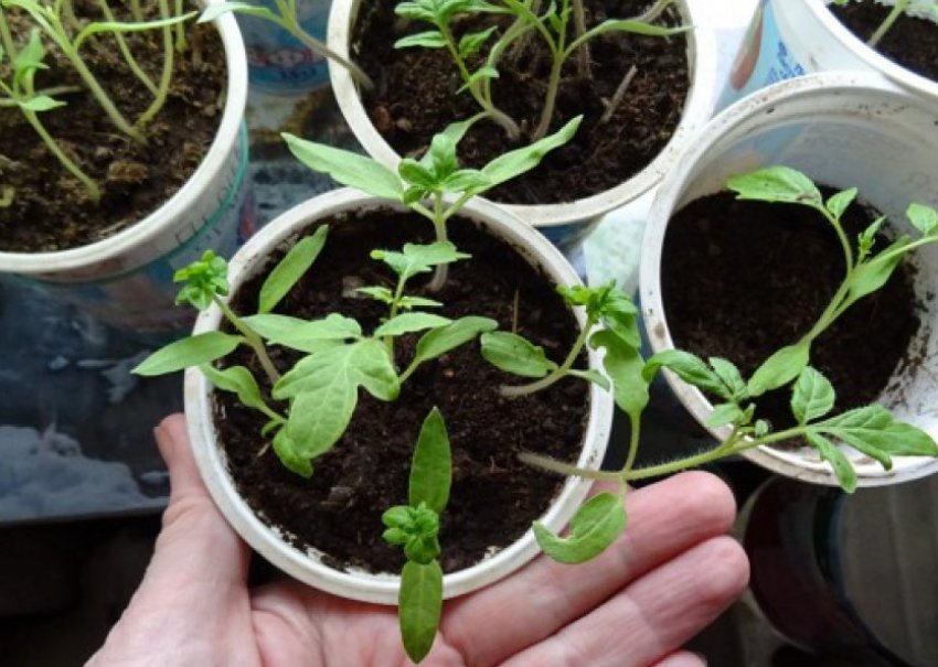 Розсада томатів Розсада томатів