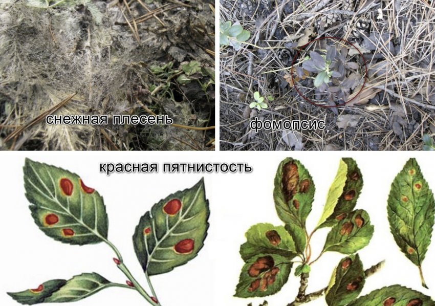 Хвороби журавлини