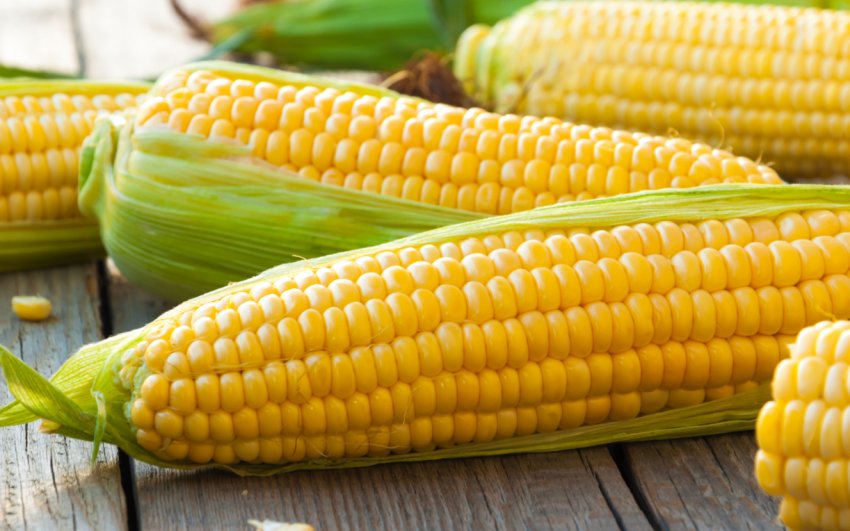 Американські фермери переживають через врожаю кукурудзи Американські фермери переживають через врожаю кукурудзи