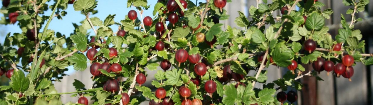 Агрус Командор (Владил): характеристика, особливості вирощування і розмноження