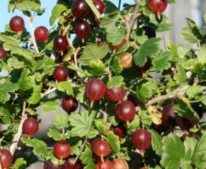Агрус Командор (Владил): характеристика, особливості вирощування і розмноження