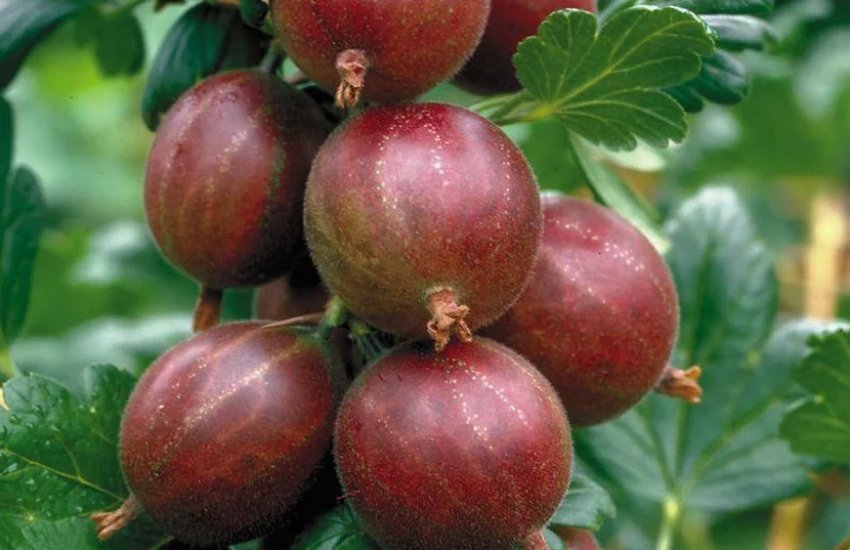 Агрус Командор Агрус Командор