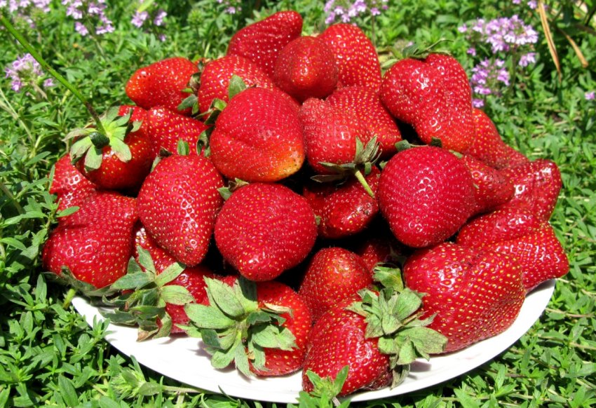 Суницю для Вімблдонського турніру зберуть роботи Суницю для Вімблдонського турніру зберуть роботи