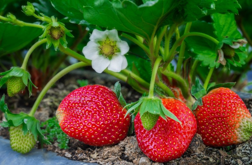 Суницю для Вімблдонського турніру зберуть роботи Суницю для Вімблдонського турніру зберуть роботи