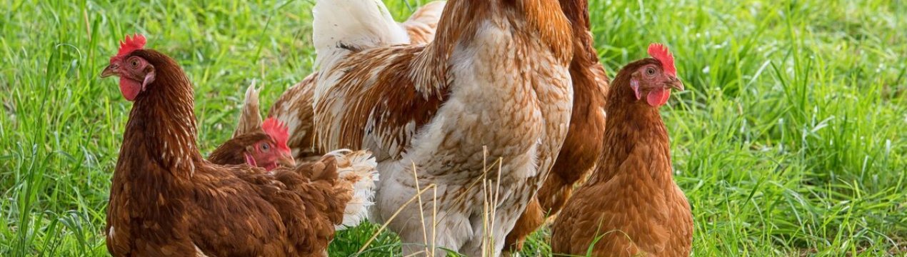 Щасливі кури Латвії зможуть щодня здійснювати променад