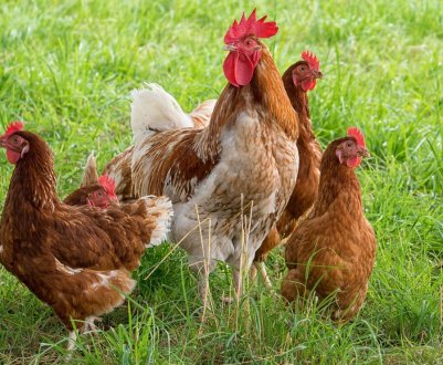 Щасливі кури Латвії зможуть щодня здійснювати променад 