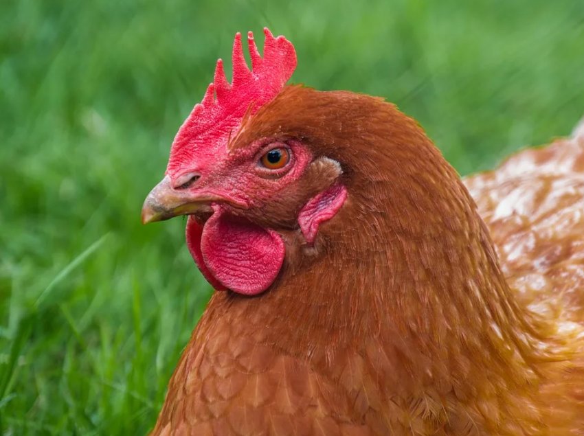 Щасливі кури Латвії зможуть щодня здійснювати променад Щасливі кури Латвії зможуть щодня здійснювати променад