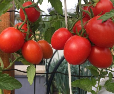 Помідори «Ірина»: опис, агротехніка вирощування