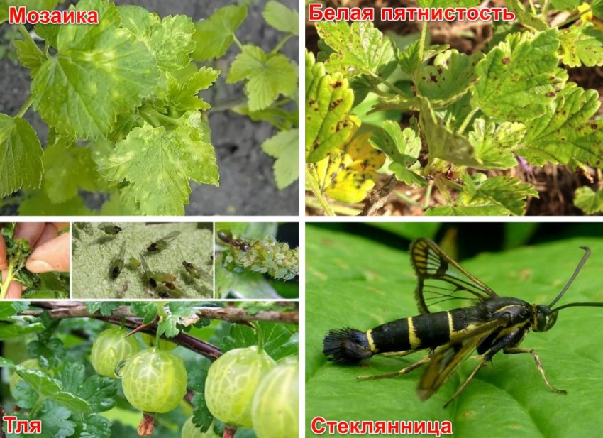 Хвороби і шкідники агрусу Хвороби і шкідники агрусу