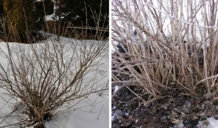 Агрус взимку Агрус взимку