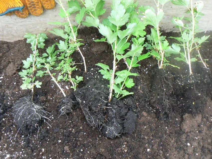 Посадковий матеріал агрусу Посадковий матеріал агрусу