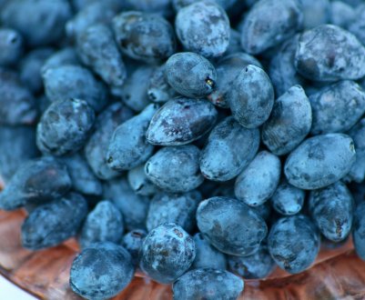 Смак ягід жимолості — характерні особливості