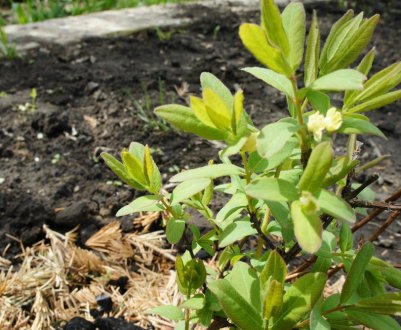 Посадка саджанців жимолості восени: основні особливості