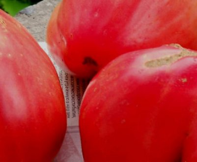 Томат «Батяня»: характеристика сорту, посадка, вирощування і догляд