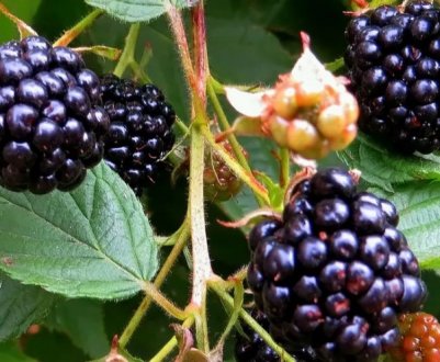 Ожина: опис і основні характеристики рослини