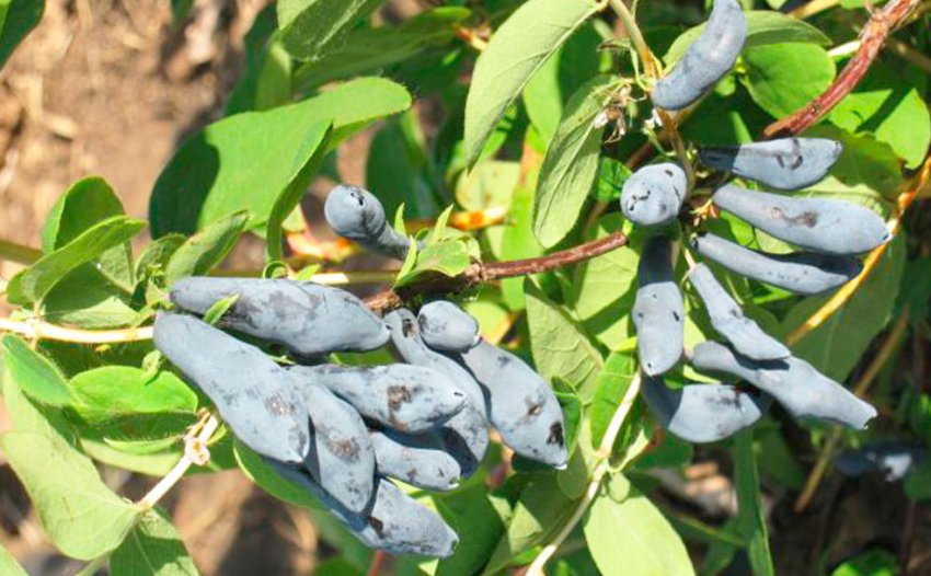 Жимолость Сибірячка Жимолость Сибірячка