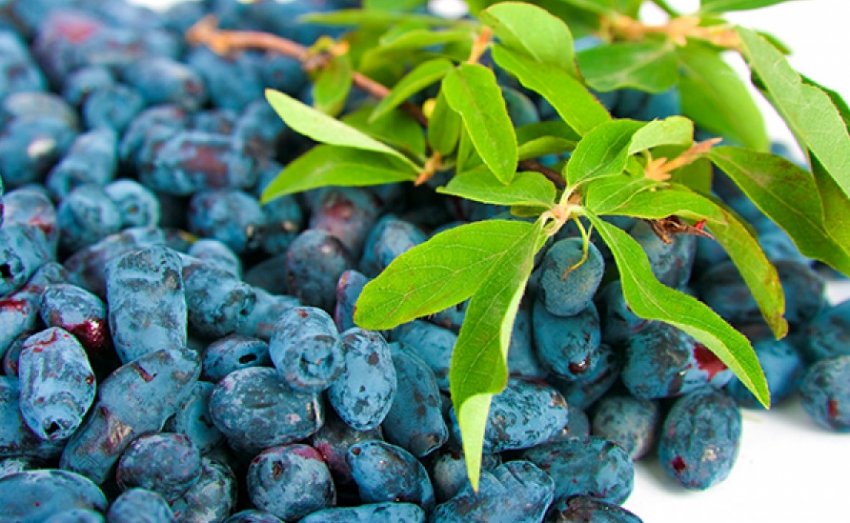 Жимолость Німфа Жимолость Німфа