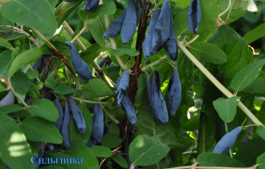 Жимолость Сильгинка Жимолость Сильгинка