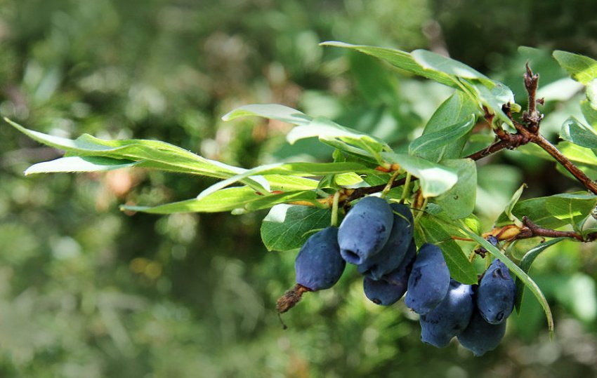 Жимолость Камчадалка Жимолость Камчадалка