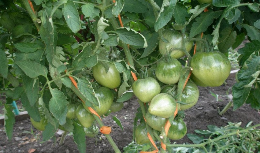 Томат Батяня Томат Батяня