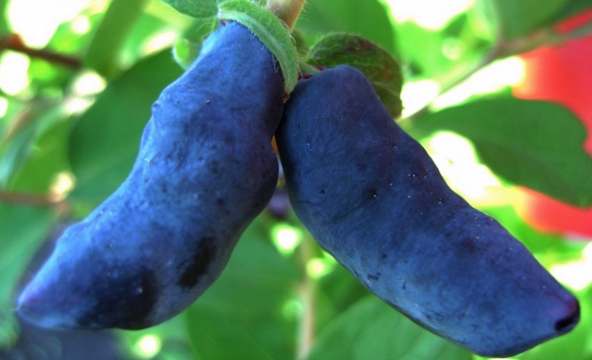 Жимолость Бакчарский велетень Жимолость Бакчарский велетень