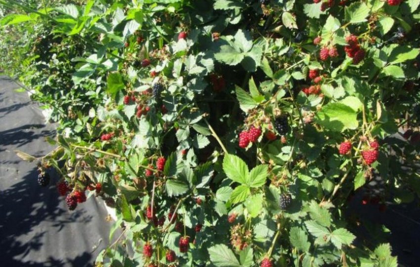 Ремонтантні сорти ожини Ремонтантні сорти ожини