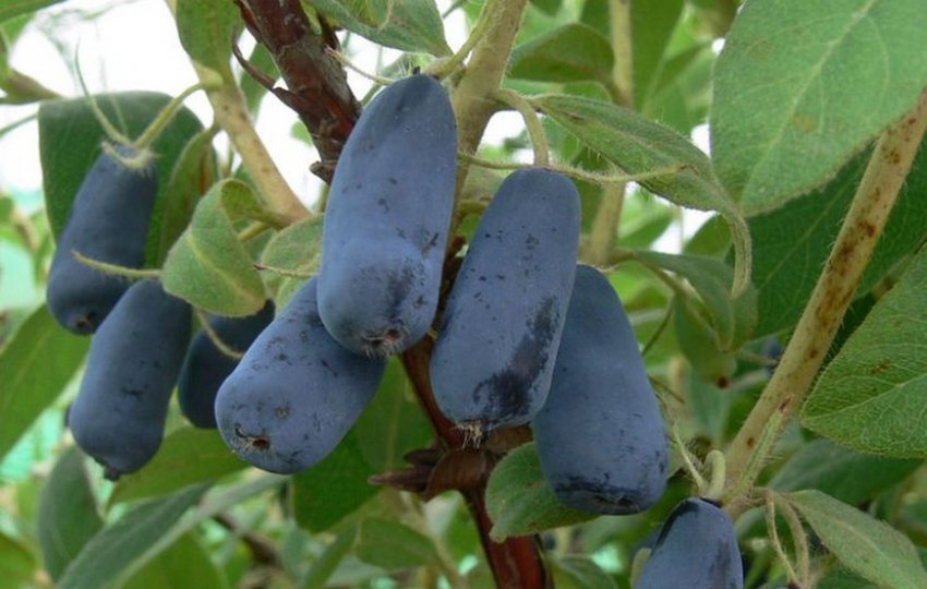 Жимолость Ленінградський велетень Жимолость Ленінградський велетень