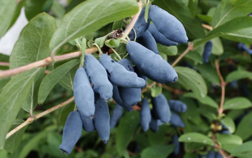 Жимолость Блакитне веретено Жимолость Блакитне веретено