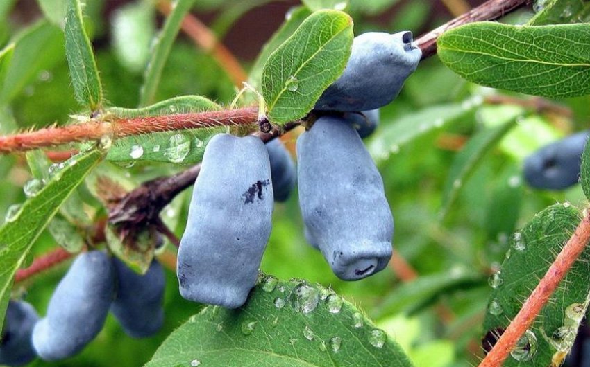 Жимолость Лебідонька Жимолость Лебідонька