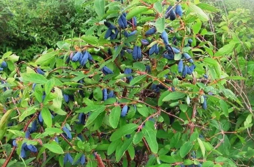 Жимолость Синя птиця Жимолость Синя птиця