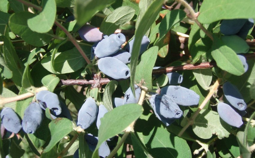 Жимолость Амфора Жимолость Амфора