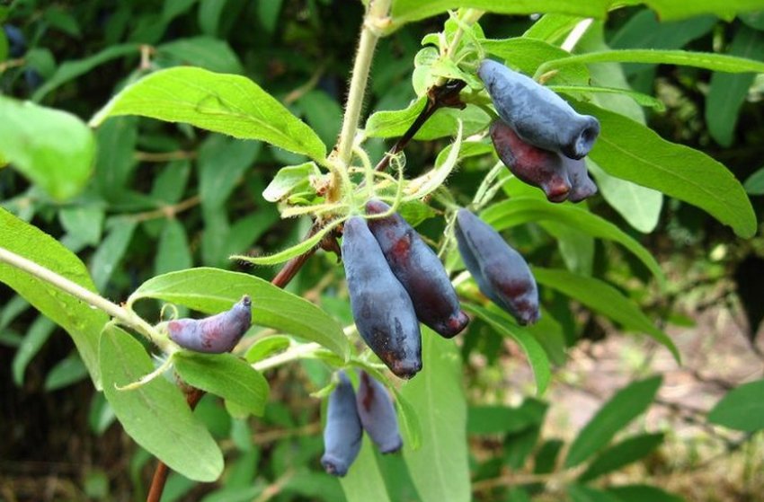 Жимолость Морена Жимолость Морена